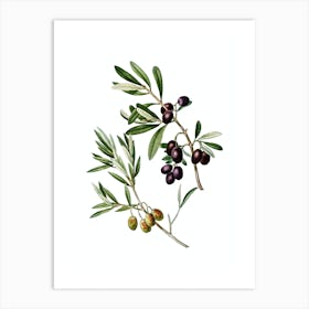 Vintage Olive Botanical Illustration on Pure White Art Print