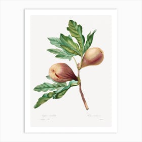 Figue Violette, Pierre Joseph Redouté Art Print