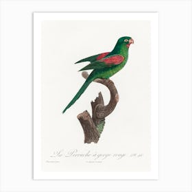The Red Throated Parakeet From Natural History Of Parrots, Francois Levaillant Art Print