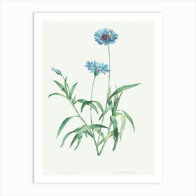 Blue Flower, Pierre Joseph Redoute Art Print