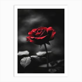 Black And Red Rose 2 Art Print