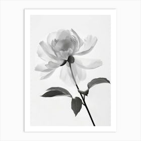 Floral Art 0013 X Ray 0007 X Ray Blumen 0019 Bp6586 Minimalist Soft Bright X Ray Scandinavian Minimalist 9e03edda 884d Art Print