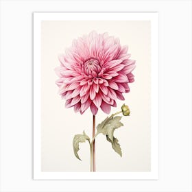 Dahlias Flower Vintage Botanical 3 Art Print