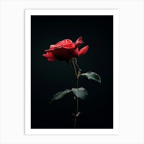 Single Rose On Black Background 11 Art Print