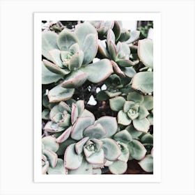 Succulents Art Print