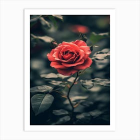 Red Rose 37 Art Print