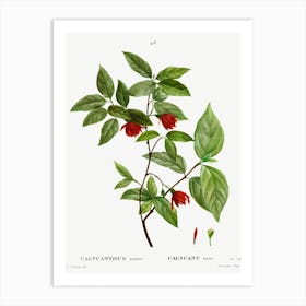 Calycanthus Venus, Pierre Joseph Redoute Art Print