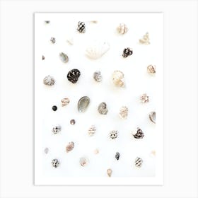 Sea Shells Art Print