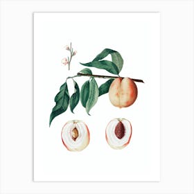 Vintage Peach Botanical Illustration on Pure White n.0796 Art Print