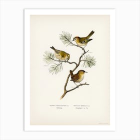 Eurasian Wren, The Von Wright Brothers Art Print