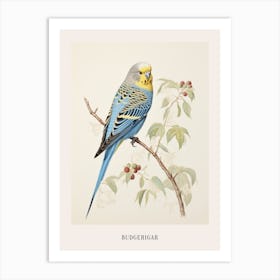 Vintage Bird Drawing Budgerigar 1 Poster Art Print