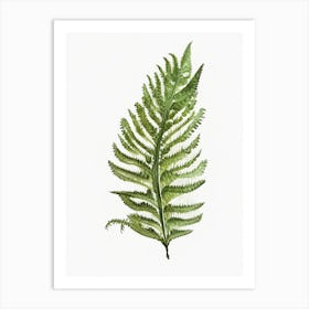 Forked Spleenwort Watercolour Art Print