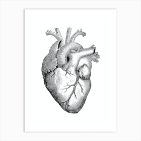 Black Heart Anatomy Black And White Art Print