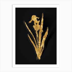 Vintage Tall Bearded Iris Botanical in Gold on Black n.0580 Art Print