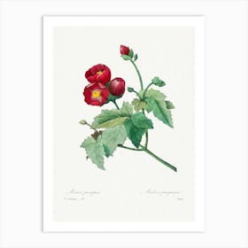 Purple Mallow, Pierre Joseph Redouté Art Print