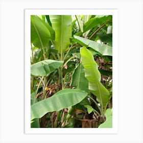 Banana Tree Art Print