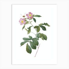 Vintage Pink Alpine Roses Botanical Illustration on Pure White n.0272 Art Print