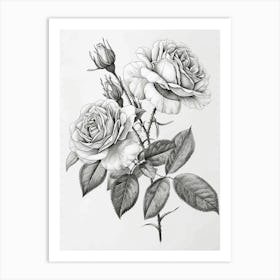 Roses Sketch 45 Art Print