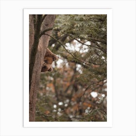 Bear Looking Down Art Print