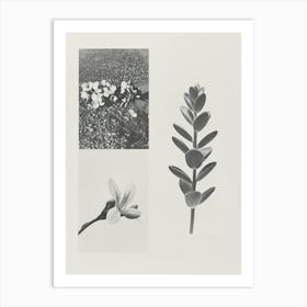 Freesia Flower Photo Collage 3 Art Print