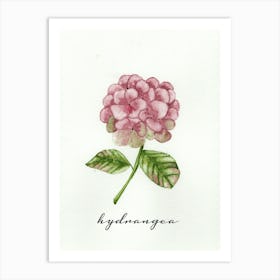 Pink Hydrangea Art Print