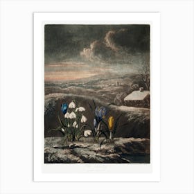 The Snowdrops From The Temple Of Flora (1807), Robert John Thornton Art Print