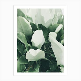 White Tropical Leaves Art Print