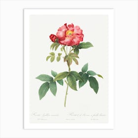 Bluish Leaved Provins Rose, Pierre Joseph Redoute Art Print