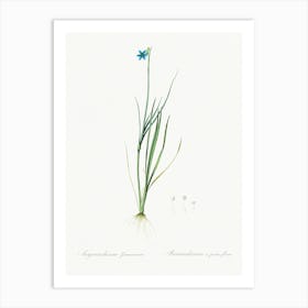 Narrow Leaf Blue Eyed Grass Illustration From Les Liliacées (1805), Pierre Joseph Redoute Art Print