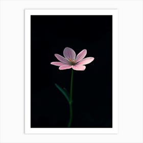 Single Pink Flower 6 Art Print