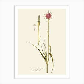 Thistle 3 Art Print