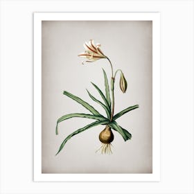 Vintage Amaryllis Broussonetii Botanical on Parchment n.0292 Art Print