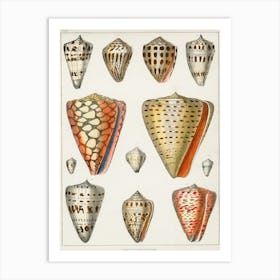 Collection Of Various Shells, Oliver Goldsmith Art Print