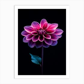 Dahlia 11 Art Print