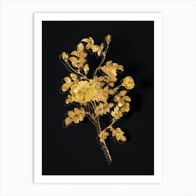 Vintage Yellow Sweetbriar Rose Botanical in Gold on Black n.0318 Art Print