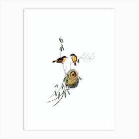 Vintage Buff Rumped Thornbill Bird Illustration on Pure White n.0275 Art Print