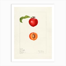 Apricot 1 Art Print