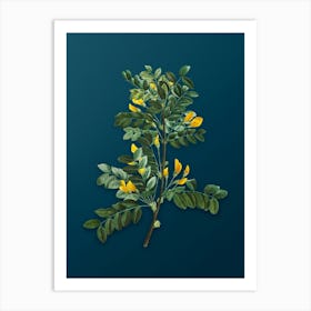 Vintage Siberian Pea Tree Botanical Art on Teal Blue n.0126 Art Print
