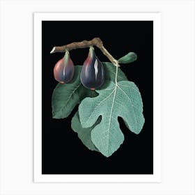 Vintage Fig Botanical Illustration on Solid Black n.0910 Art Print