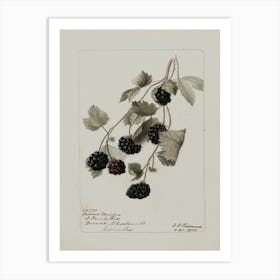 Blackberry 3 Art Print