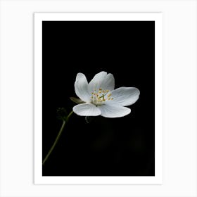 White Flower On A Black Background 4 Art Print