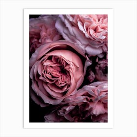 Pink Roses 2 Art Print