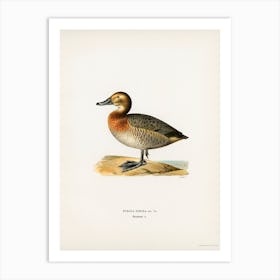 Common Pochard Female (Nyroca Ferina), The Von Wright Brothers Art Print