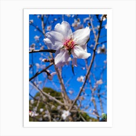 Almond Blossom 20220206 66ppub Art Print