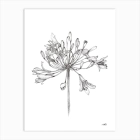 Black and White Agapanthus Art Print