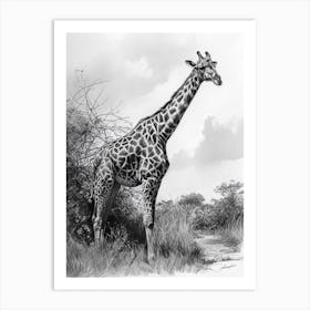 Pencil Portrait Of A Giraffe Standing 2 Art Print