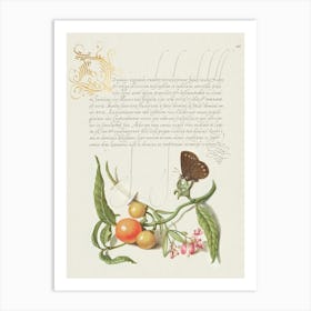 Ringlet, False Jerusalem Cherry, And Milkwort From Mira Calligraphiae Monumenta, Joris Hoefnagel Art Print