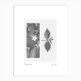 Jasmine Botanical Collage 1 Art Print