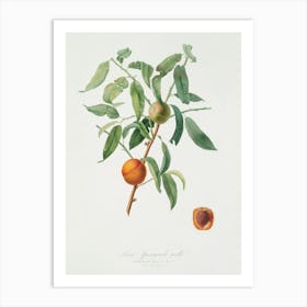 Peach (Amygdalus Persica Iulodermis) From Pomona Italiana (1817 1839), Giorgio Gallesio Art Print