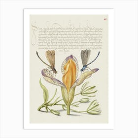 Damselflies, Spanish Iris, And Star Of Bethlehem From Mira Calligraphiae Monumenta, Joris Hoefnagel Art Print